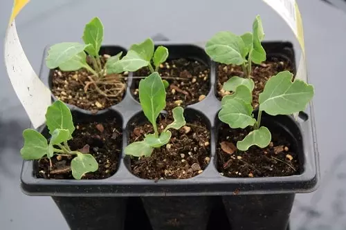 réussir à faire son premier potager