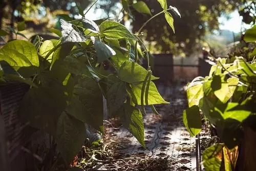 Apprendre à fabriquer son propre carré potager