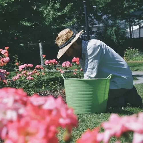 comment faire son premier potager à la maison