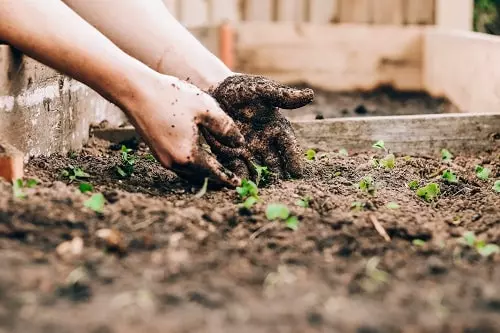 reussir à faire son potager