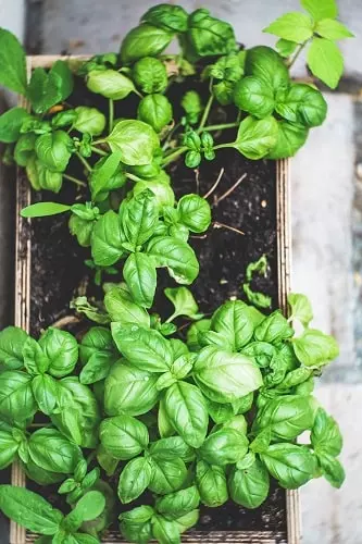 comment fabriquer son carré potager