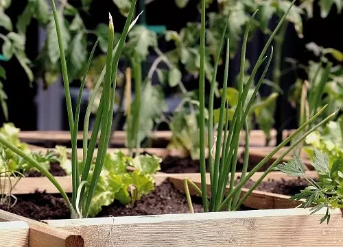 comment faire son potager quand on est débutant