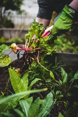 fabriquer son propre carré potager