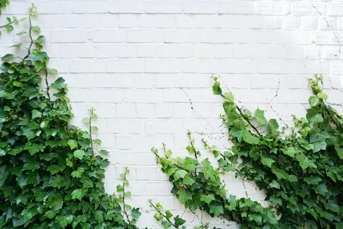 tout savoir sur le mur vegetal