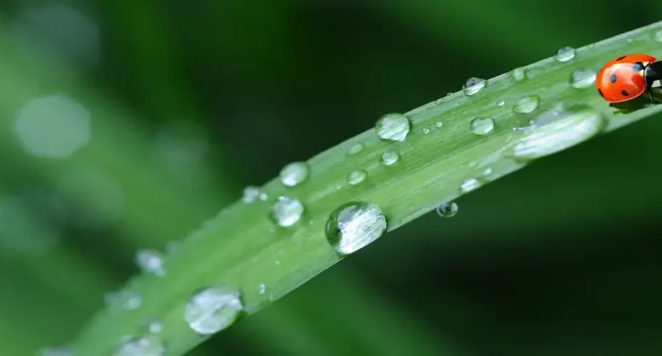 citerne souple d'eau de pluie
