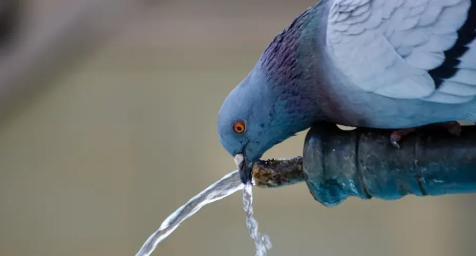 un récupérateur d'eau de pluie 1000 L