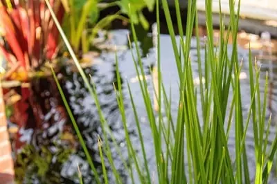 Comment choisir la meilleure taille de récupérateur d'eau